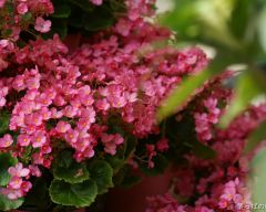 Tapeta Nature Flowers 284.jpg